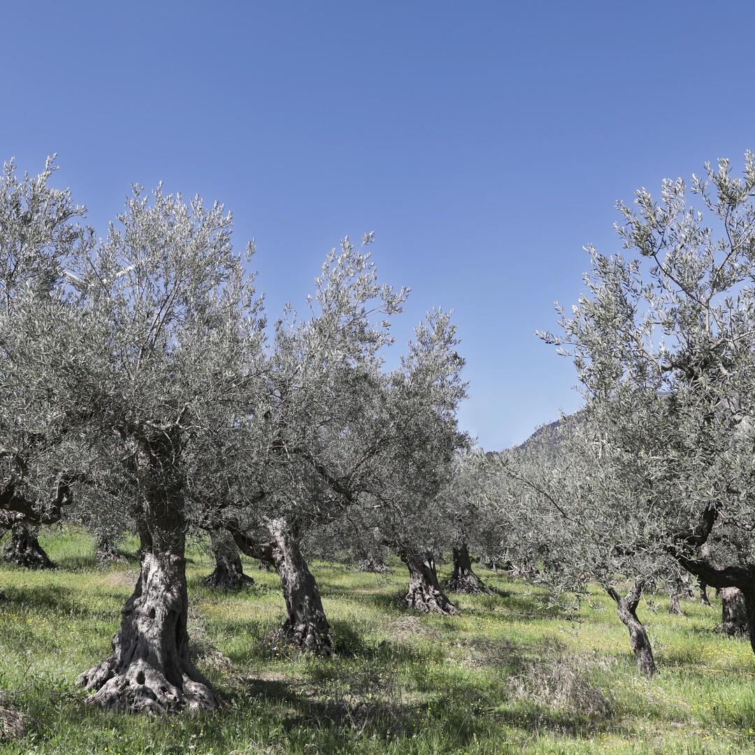 Olive trees to absorb CO2